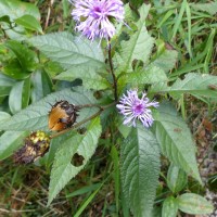 Acilepis gardneri (Thwaites) H.Rob. & Skvarla